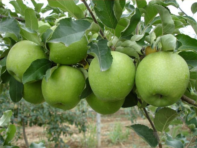 تصویر 1 از خرید سیب سبز + فروش عمده